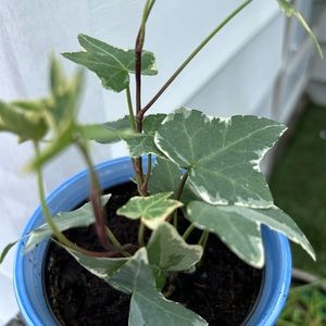 Variegated English Ivy rooted plant
